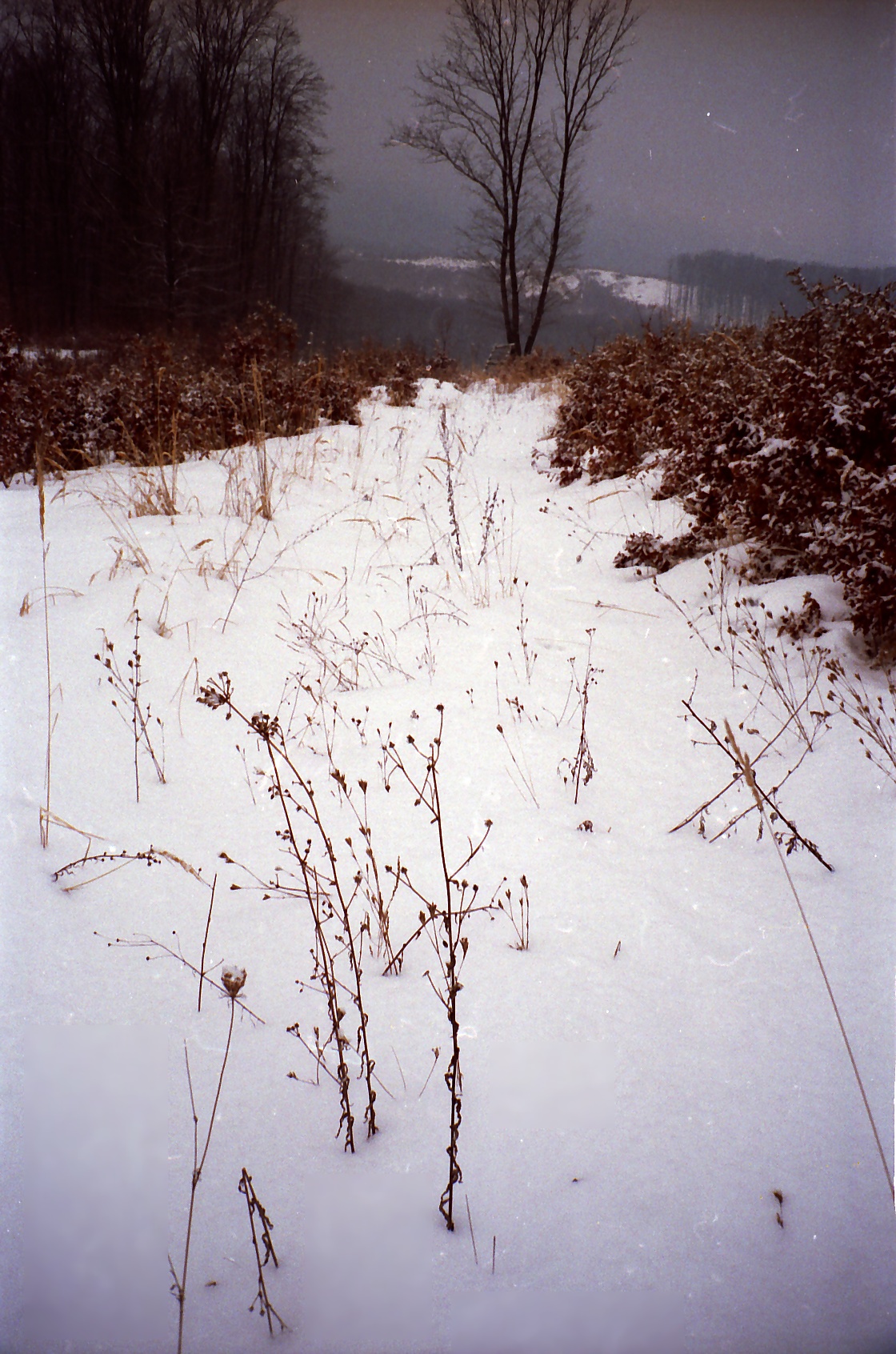 zasněžená cesta + strom